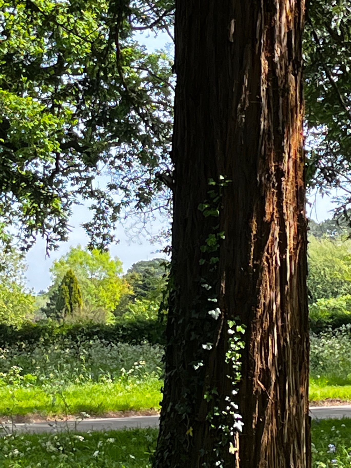 Mature tree at the edge of a meadow