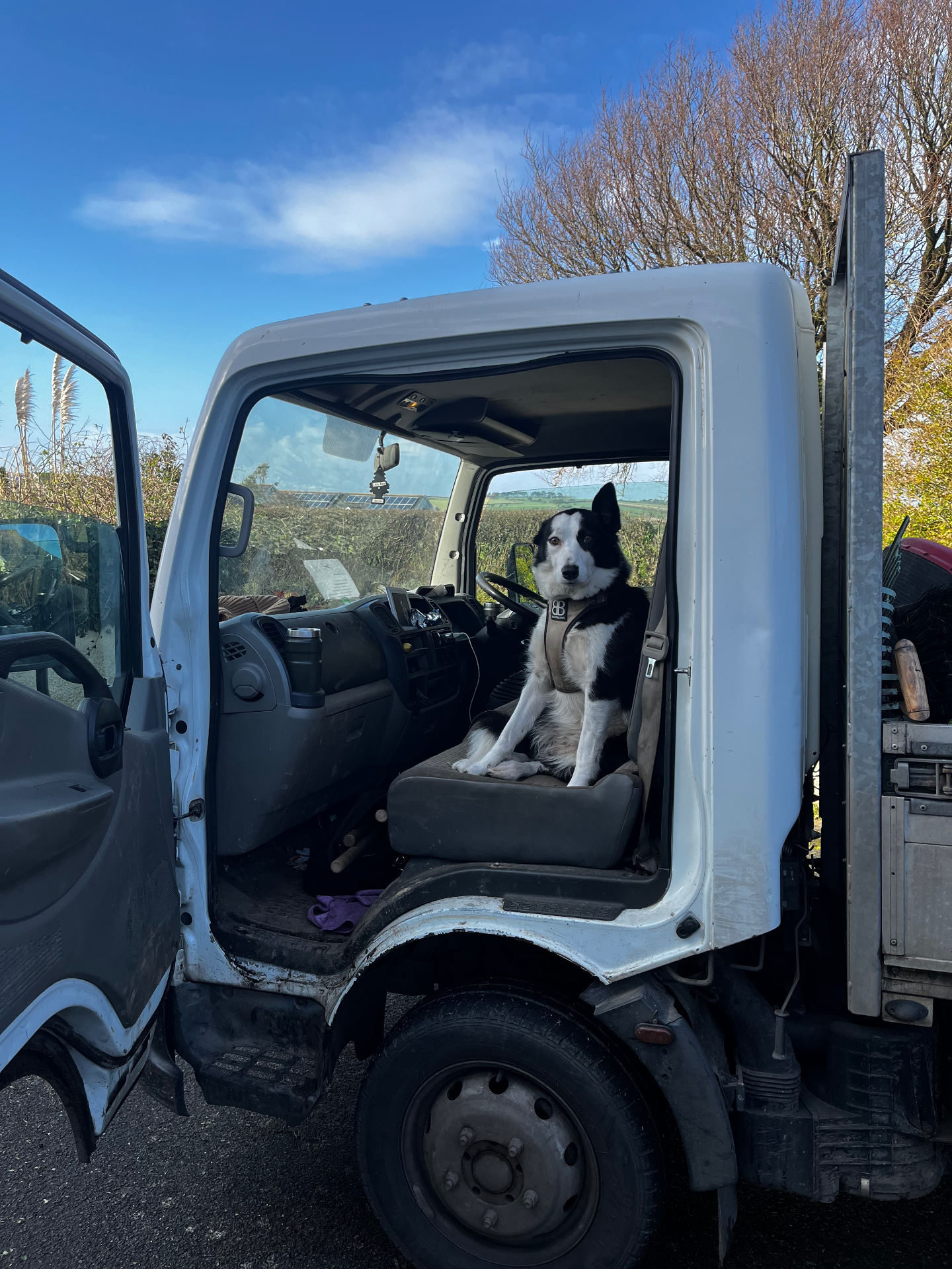 Our delivery van with our border collie in the cab