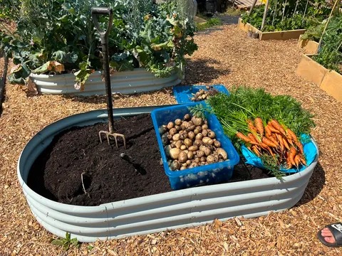Raised bed filled with Coastal Compost alongside a harvest of potatoes and carrots
