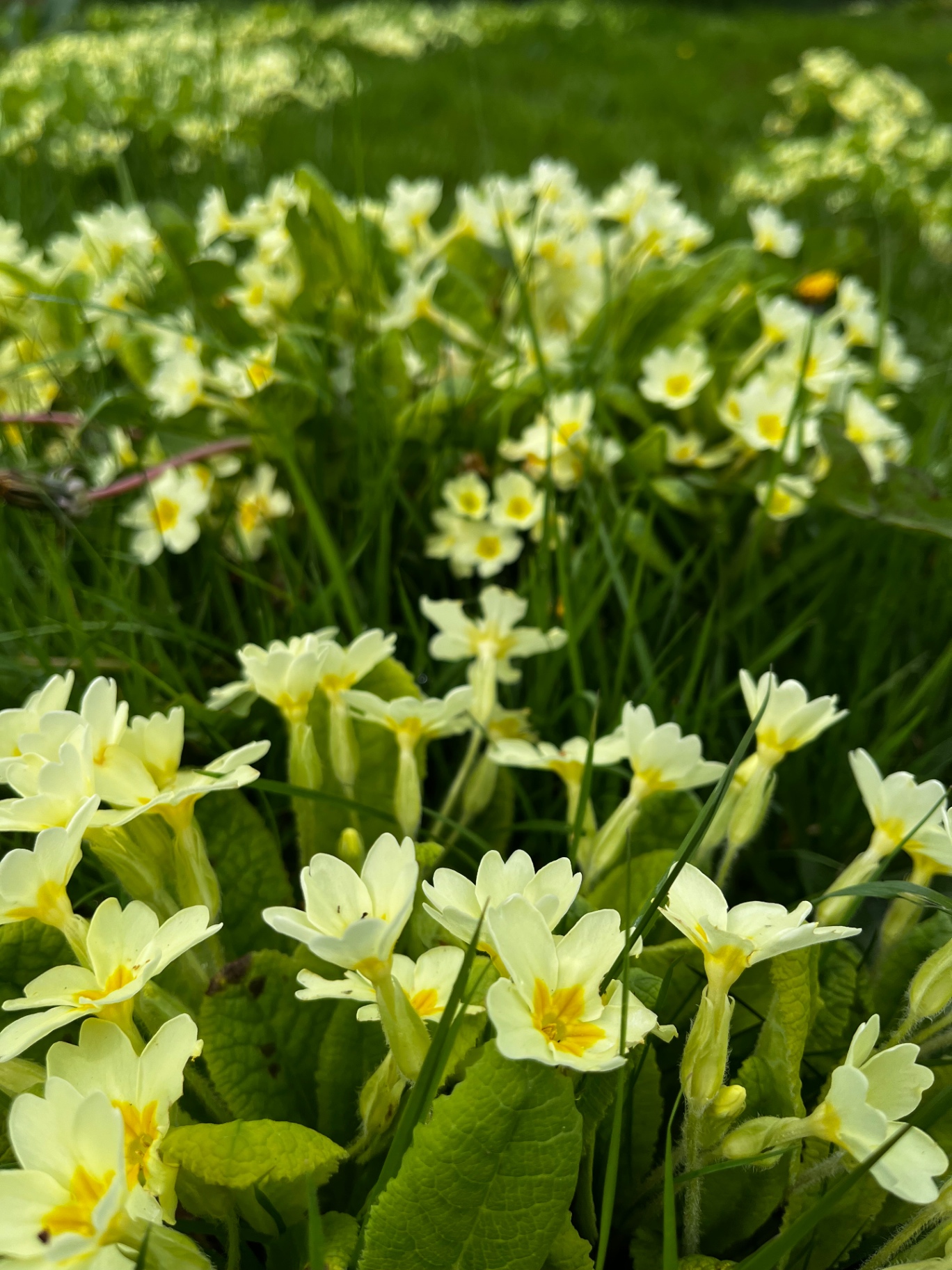 Wild primroses in spring grass