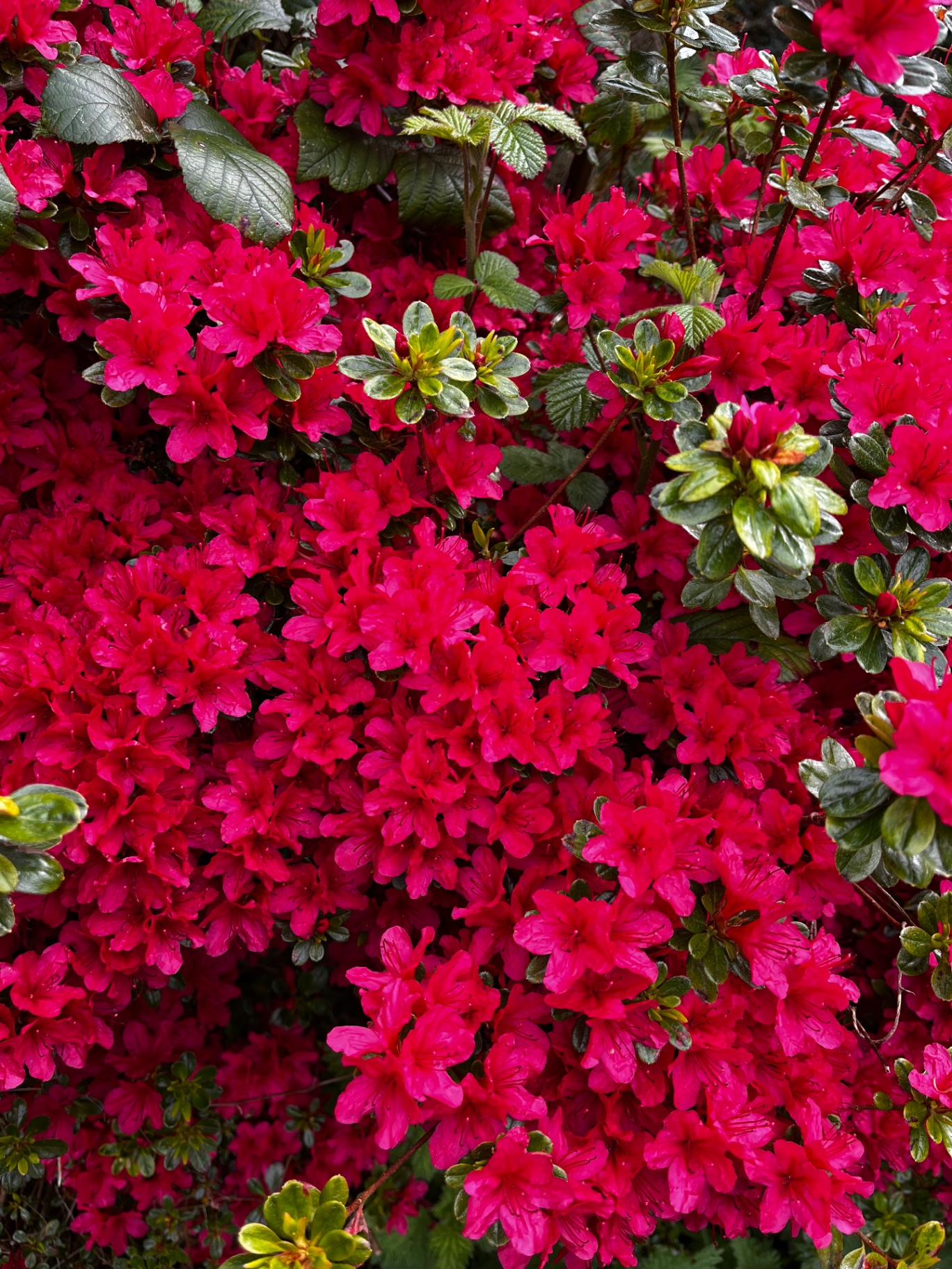 Vivid red azalea in full bloom