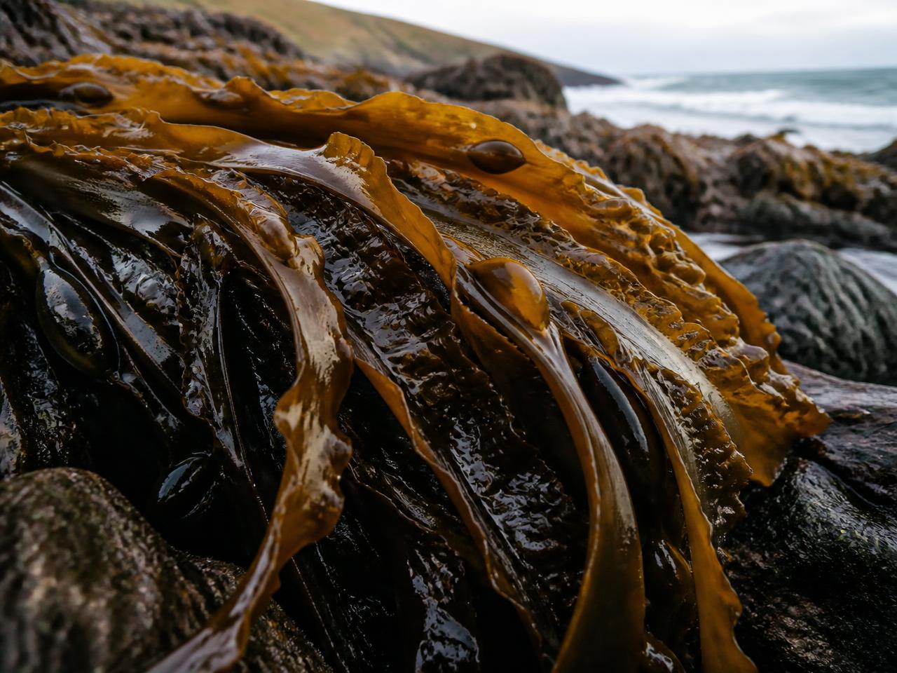 Why we use farmed kelp